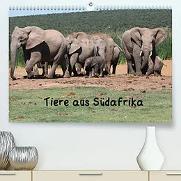 Kalender Tiere aus Südafrika (Premium, hochwertiger DIN A2 Wandkalender 2022, Kunstdruck in Hochglanz) von Dr. W. Brüchle