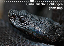 Kalender Einheimische Schlangen ganz nah (Wandkalender 2022 DIN A4 quer) von Stefan Dummermuth