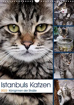 Kalender Istanbuls Katzen (Wandkalender 2022 DIN A3 hoch) von Harald Wagener
