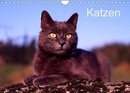 Kalender Katzen (Wandkalender 2022 DIN A4 quer) von McPHOTO / Werner Layer