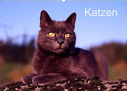Kalender Katzen (Wandkalender 2022 DIN A2 quer) von McPHOTO / Werner Layer