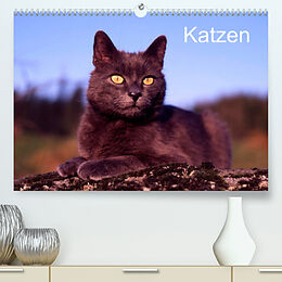 Kalender Katzen (Premium, hochwertiger DIN A2 Wandkalender 2022, Kunstdruck in Hochglanz) von McPHOTO / Werner Layer