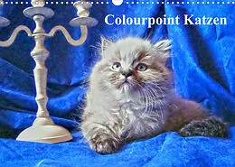 Kalender Colourpoint Katzen (Wandkalender 2022 DIN A3 quer) von Sylvia Säume