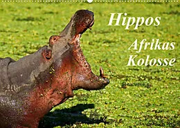 Kalender Hippos - Afrikas Kolosse (Wandkalender 2022 DIN A2 quer) von Wibke Woyke