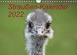 Kalender Straußen-Kalender 2022 (Wandkalender 2022 DIN A4 quer) von Bernd Witkowski