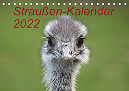 Kalender Straußen-Kalender 2022 (Tischkalender 2022 DIN A5 quer) von Bernd Witkowski