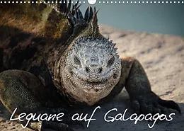 Kalender Leguane auf Galapagos (Wandkalender 2022 DIN A3 quer) von Ralph Binder