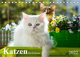 Kalender Katzen im Grünen (Tischkalender 2022 DIN A5 quer) von Judith Dzierzawa