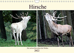 Kalender Hirsche - Die stolzen Bewohner des Waldes (Wandkalender 2022 DIN A4 quer) von Arno Klatt