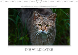 Kalender Emotionale Momente: Die Wildkatze. (Wandkalender 2022 DIN A4 quer) von Ingo Gerlach GDT