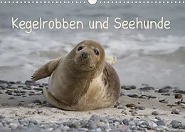 Kalender Kegelrobben und Seehunde (Wandkalender 2022 DIN A3 quer) von Antje Lindert-Rottke