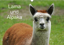 Kalender Lama und Alpaka (Wandkalender 2022 DIN A3 quer) von kattobello
