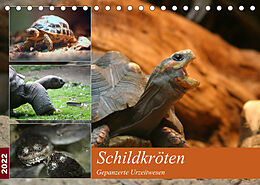 Kalender Schildkröten - Gepanzerte Urzeitwesen (Tischkalender 2022 DIN A5 quer) von Barbara Mielewczyk