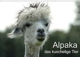 Kalender Alpaka, das kuschelige Tier (Wandkalender 2022 DIN A3 quer) von Peter Brömstrup