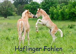 Kalender Haflinger Fohlen (Wandkalender 2022 DIN A3 quer) von Katho Menden