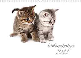 Kalender Katzenbabys (Wandkalender 2022 DIN A3 quer) von Hesch-Foto