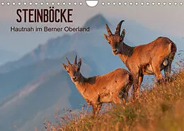 Kalender STEINBÖCKE Hautnah im Berner OberlandCH-Version (Wandkalender 2022 DIN A4 quer) von Mario Trachsel