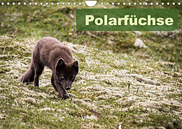 Kalender Polarfüchse (Wandkalender 2022 DIN A4 quer) von Frauke Gimpel