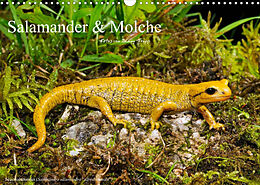 Kalender Salamander und Molche (Wandkalender 2022 DIN A3 quer) von Benny Trapp