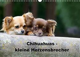 Kalender Chihuahuas - kleine Herzensbrecher (Wandkalender 2022 DIN A3 quer) von Verena Scholze