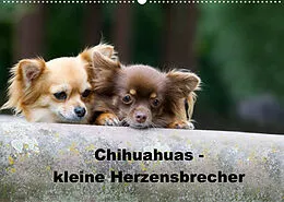 Kalender Chihuahuas - kleine Herzensbrecher (Wandkalender 2022 DIN A2 quer) von Verena Scholze