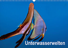 Kalender Unterwasserwelten (Wandkalender 2022 DIN A3 quer) von Dieter Gödecker