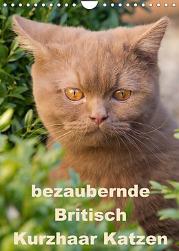 Kalender bezaubernde Britisch Kurzhaar Katzen (Wandkalender 2022 DIN A4 hoch) von Fotodesign Verena Scholze