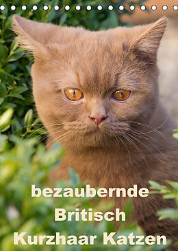 Kalender bezaubernde Britisch Kurzhaar Katzen (Tischkalender 2022 DIN A5 hoch) von Fotodesign Verena Scholze