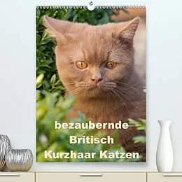 Kalender bezaubernde Britisch Kurzhaar Katzen (Premium, hochwertiger DIN A2 Wandkalender 2022, Kunstdruck in Hochglanz) von Fotodesign Verena Scholze