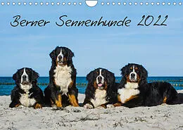 Kalender Berner Sennenhund 2022 (Wandkalender 2022 DIN A4 quer) von Sigrid Starick