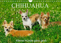 Kalender Chihuahua - Kleine Hunde ganz groß (Wandkalender 2022 DIN A4 quer) von Sigrid Starick