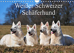 Kalender Weißer Schweizer Schäferhund (Wandkalender 2022 DIN A4 quer) von Sigrid Starick