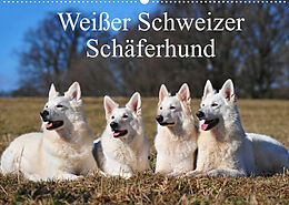 Kalender Weißer Schweizer Schäferhund (Wandkalender 2022 DIN A2 quer) von Sigrid Starick