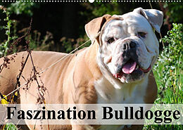 Kalender Faszination Bulldogge (Wandkalender 2022 DIN A2 quer) von Elisabeth Stanzer