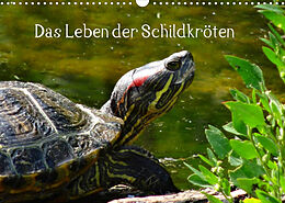 Kalender Das Leben der Schildkröten (Wandkalender 2022 DIN A3 quer) von kattobello
