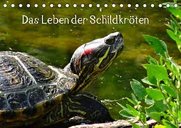 Kalender Das Leben der Schildkröten (Tischkalender 2022 DIN A5 quer) von kattobello