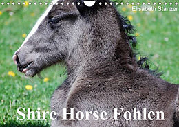 Kalender Shire Horse Fohlen (Wandkalender 2022 DIN A4 quer) von Elisabeth Stanzer