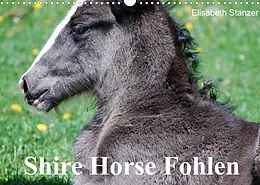Kalender Shire Horse Fohlen (Wandkalender 2022 DIN A3 quer) von Elisabeth Stanzer