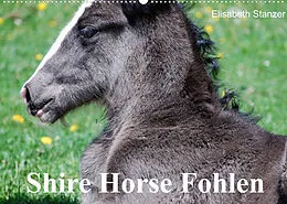 Kalender Shire Horse Fohlen (Wandkalender 2022 DIN A2 quer) von Elisabeth Stanzer