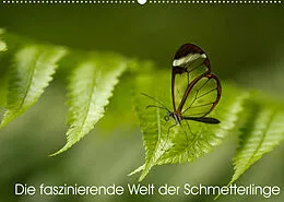 Kalender Die faszinierende Welt der Schmetterlinge (Wandkalender 2022 DIN A2 quer) von Benjamin Nocke