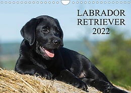Kalender Labrador Retriever 2022 (Wandkalender 2022 DIN A4 quer) von Sigrid Starick