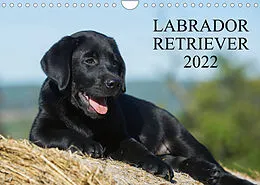 Kalender Labrador Retriever 2022 (Wandkalender 2022 DIN A4 quer) von Sigrid Starick