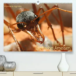 Kalender Exotische Ameisen (Premium, hochwertiger DIN A2 Wandkalender 2022, Kunstdruck in Hochglanz) von Roland Störmer