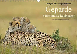 Kalender Magie des Augenblicks - Geparde - verschmuste Raubkatzen (Wandkalender 2022 DIN A3 quer) von Winfried Wisniewski