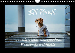 Kalender Elli Pirelli... aus dem Leben eines fröhlichen Pinscher-Dackel-Mädels (Wandkalender 2022 DIN A4 quer) von Kathrin Köntopp