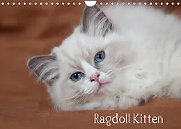 Kalender Ragdoll Kitten (Wandkalender 2022 DIN A4 quer) von Fotodesign Verena Scholze