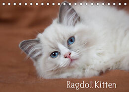 Kalender Ragdoll Kitten (Tischkalender 2022 DIN A5 quer) von Fotodesign Verena Scholze