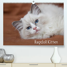 Kalender Ragdoll Kitten (Premium, hochwertiger DIN A2 Wandkalender 2022, Kunstdruck in Hochglanz) von Fotodesign Verena Scholze