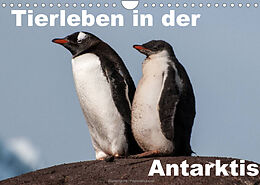 Kalender Tierleben in der Antarktis (Wandkalender 2022 DIN A4 quer) von Jürgen Wöhlke