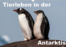 Kalender Tierleben in der Antarktis (Wandkalender 2022 DIN A3 quer) von Jürgen Wöhlke